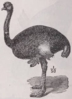 Ostrich