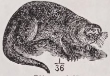Otter