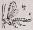 Ovipositor