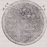 Ovum