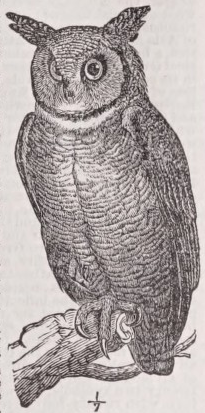 Owl