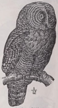 Owl