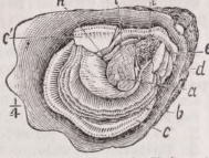 Oyster