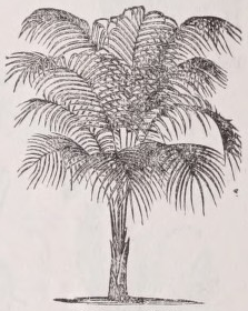 Palm
