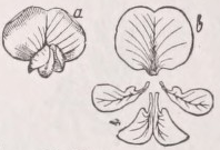 Papilionaceous