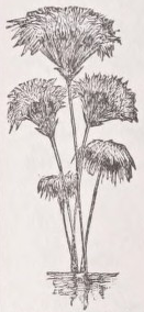 Papyrus