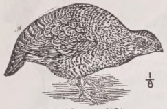 Partridge