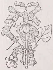 Paulownia