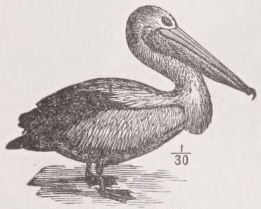 Pelican