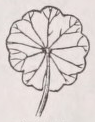 Peltate