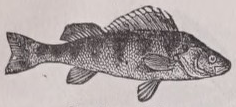 Perch