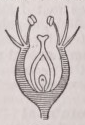 Perigynous