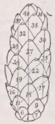 Phyllotaxis