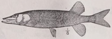 Pickerel