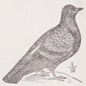 Pigeon