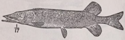 Pike
