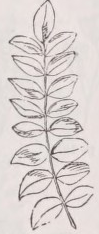Pinnate