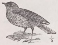 Pipit