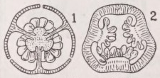 Placentation