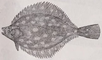 Plaice