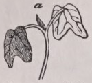 Plumule
