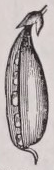 Pod