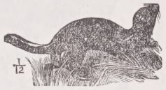 Polecat