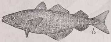 Pollack