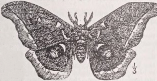 Polyphemus