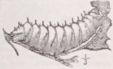 Polyphemus