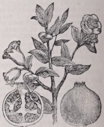 Pomegranate