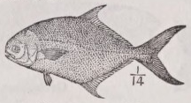 Pompano