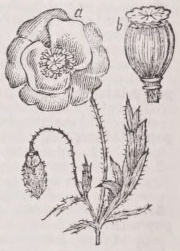 Poppy