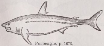Porbeagle