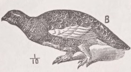 Ptarmigan
