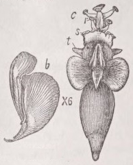 Pteropoda