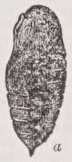 Pupa