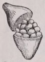 Pyxidium