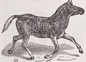 Quagga
