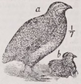 Quail
