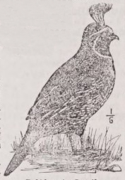 Quail