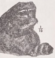 Raccoon