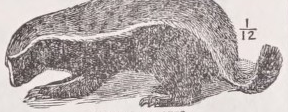 Ratel