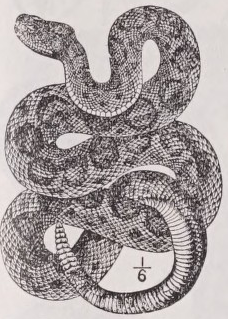 Rattlesnake