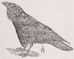 Raven