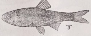 Redfin