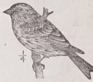 Redpoll