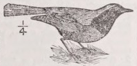 Redstart