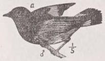 Redstart