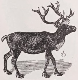 Reindeer